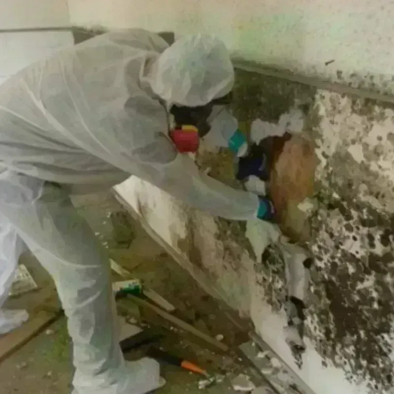 Mold Remediation and Removal in Horton, KS